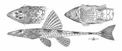 Loricaria_thrissoceps_HT_drawing_1200.jpg