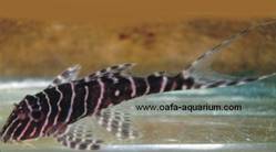 Ancistrini_sp_Rio_Maranon.jpg